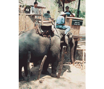 Slide show of the elephant safari in Chiang Dao